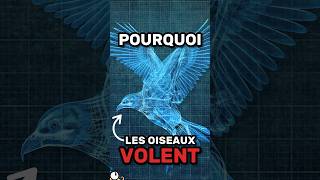 POURQUOI les OISEAUX VOLENT [upl. by Aninad]