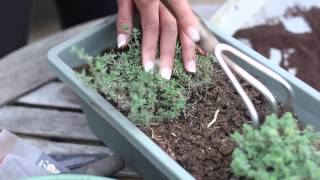 How to Use Coffee as Soil Fertilizer  Fertilizer amp Gardening [upl. by Ima660]