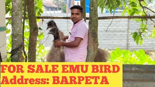 FOR SELL EMU BIRD Barpeta ALL Assam Delivery Available mobile 6001622241 TEZPUR MY ADDRESS [upl. by Marni]