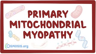 Primary mitochondrial myopathy  causes symptoms diagnosis treatment pathology [upl. by Amil254]