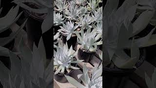 Una de mis favorita😍🥰 dudleya suculentas plantas jardin shortvideo vivero [upl. by Airyk562]