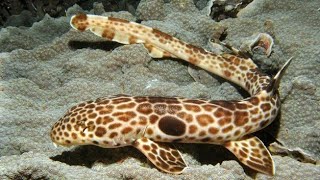 Epaulette Shark [upl. by Agripina]