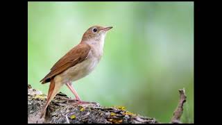 NIGHTINGALE SONG  3 Hours REALTIME Nightingale Singing 2023 BirdsongMusicality [upl. by Einnos]