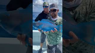 fishing parrotfish fish colorfullfish ocean polarblueparrotfish bloodparrotfish fishinglife [upl. by Isbel]