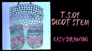 How to draw TS of dicot stem easily [upl. by Turmel901]