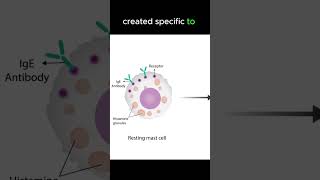 Anaphylaxis pathology [upl. by Suckram562]