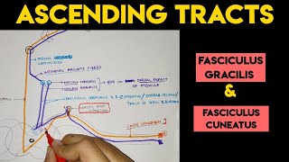 Ascending Tracts  2  Spinal Cord [upl. by Weiss]