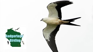 COOLEST Bird on the PLANET Swallowtailed Kite [upl. by Ardnoed6]