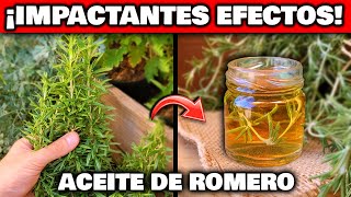 Infusión de romero cómo prepararla receta y beneficios [upl. by Ellehcram773]