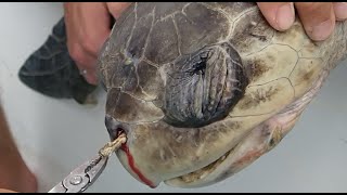 Plastic Straw Removed From A Sea Turtles Nostril Short Version [upl. by Haimrej]