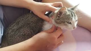 Popping and killing fleas on cat 🐱 [upl. by Ballinger]