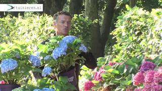 Doorbloeiende hortensia snoeien  Tuinierennl [upl. by Learrsi]