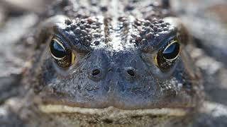 Toad In Water  Stock Footage [upl. by Mossolb]