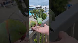 Parrots  Floresta Hotel Lanzarote [upl. by Oni]