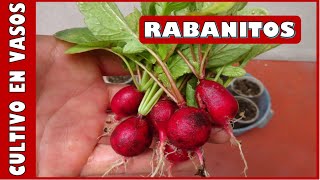 APRENDE A CULTIVAR RABANITOS EN VASOS DESCARTABLES  MACETAS PEQUEÑAS [upl. by Areit]