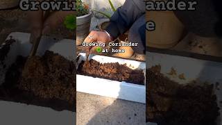 Planting coriander for the first time☘️ snu vlog kitchengarden coriander [upl. by Naedan]