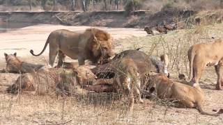 Two male lions fight following buffalo kill [upl. by Errehs]