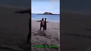 Venado vs gordo 😂 [upl. by Guttery99]