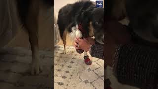 How to get your dog to wear boots [upl. by Ayifa]