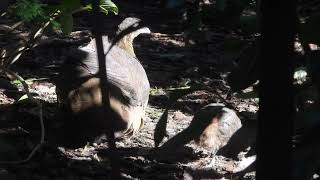 Great Tinamou with only one chick 4K [upl. by Moriyama]