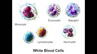 Neutrophils  PolyMorphoNuclear Neutrophils [upl. by Engamrahc]