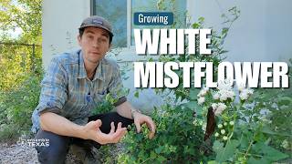 The COMPLETE Guide to Growing the Texas Native White Mistflower  Texas Native Plants 🌱 [upl. by Courtund]