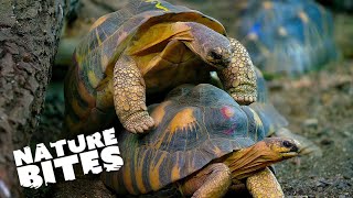 Remarkable 73YearOld Tortoise Takes Charge of the Zoo  Nature Bites [upl. by Leopold129]