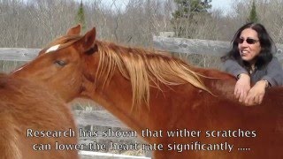 Strengthen the Bond with your Horse  Scratching  Grooming [upl. by Annoit573]