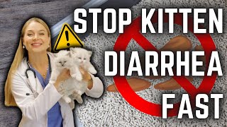 How to Stop Kitten DIARRHEA  Diet  Parasite treatment  New Breeders MUST WATCH [upl. by Kcirdle]