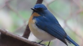 Blue Flycatcher निलिमा  9 [upl. by Witha437]