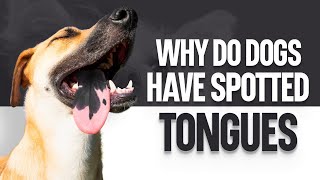 Why Do Dogs Have Spotted Tongues [upl. by Stanton]