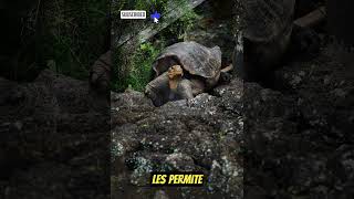 Tortuga  Dato Curioso  shorts shortsvideo [upl. by Airamas]