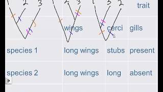 cladograms [upl. by Eido536]