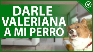 🐶 VALERIANA en PERROS ¿Cómo y cuándo dársela  Guía de tranquilizantes caninos 🌿🐶 [upl. by Philbert]