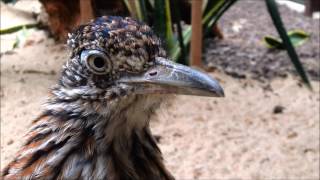 WELTVOGELPARK WALSRODE [upl. by Knoll263]