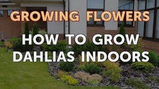 How to Grow Dahlias Indoors [upl. by Braunstein]