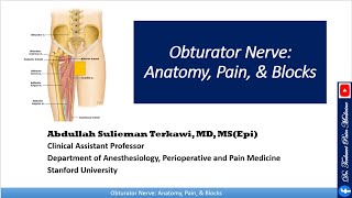 Obturator nerve Anatomy Pain and Block [upl. by Ferrand368]