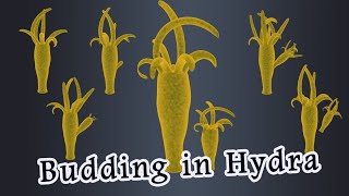 Budding in Hydra [upl. by Trah541]