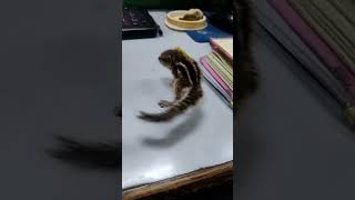 Baby squirrel🐿office timelike nd subscribe [upl. by Ahsead994]