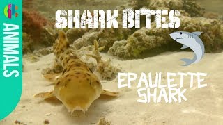 All about the Epaulette Shark  Shark Bites [upl. by Schmitz]