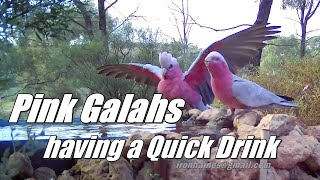 A Pair of PInk Galahs Drinking [upl. by Jervis]