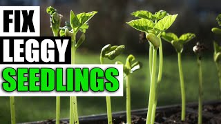 3 Ways To Fix Leggy Seedlings  Garden Quickie Episode 125 [upl. by Ijuy]