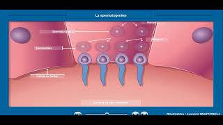 Les étapes de la spermatogenèse [upl. by Olwena]