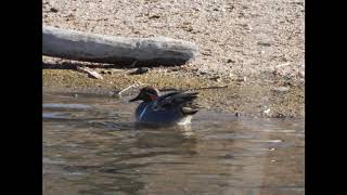 Green Winged Teal Call [upl. by Selma]