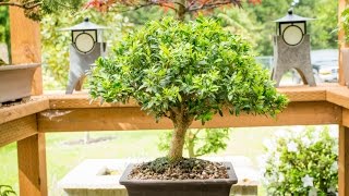 Justin Brouwers Boxwood Bonsai [upl. by Kiki]