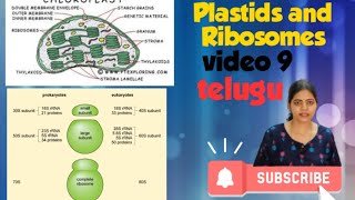 Plastids and Ribosomes in telugu l Class 11 NCERT NEET Biology chapter 8 l [upl. by Evelyn]