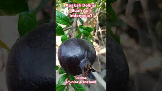 Apakah Delima Buah Asli Indonesia [upl. by Catarina]