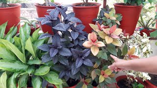 How to Grow Eranthemum Plant by Cutting  How to Propagate Eranthemum [upl. by Ahsinnod20]