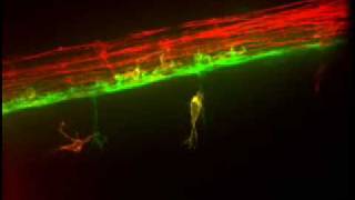 Timelapse Video of Gial Cell Movement [upl. by Hahn685]