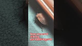 Brown marmorated stink bug savesoil savenativebreeds savewatersavelife savefood insects [upl. by Giordano734]